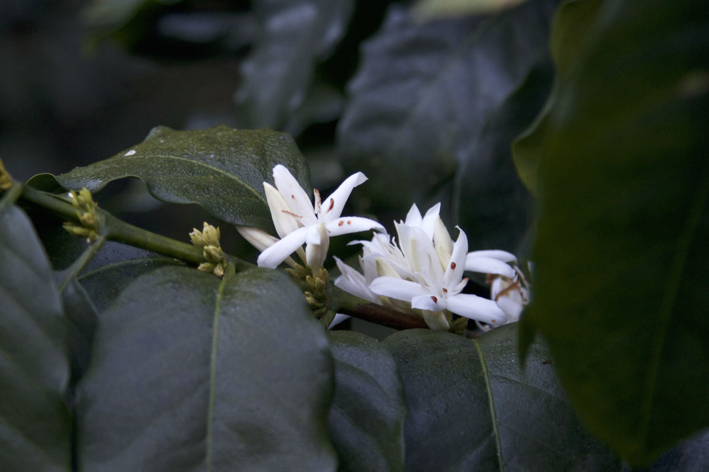 Ethiopia Homacho Waeno