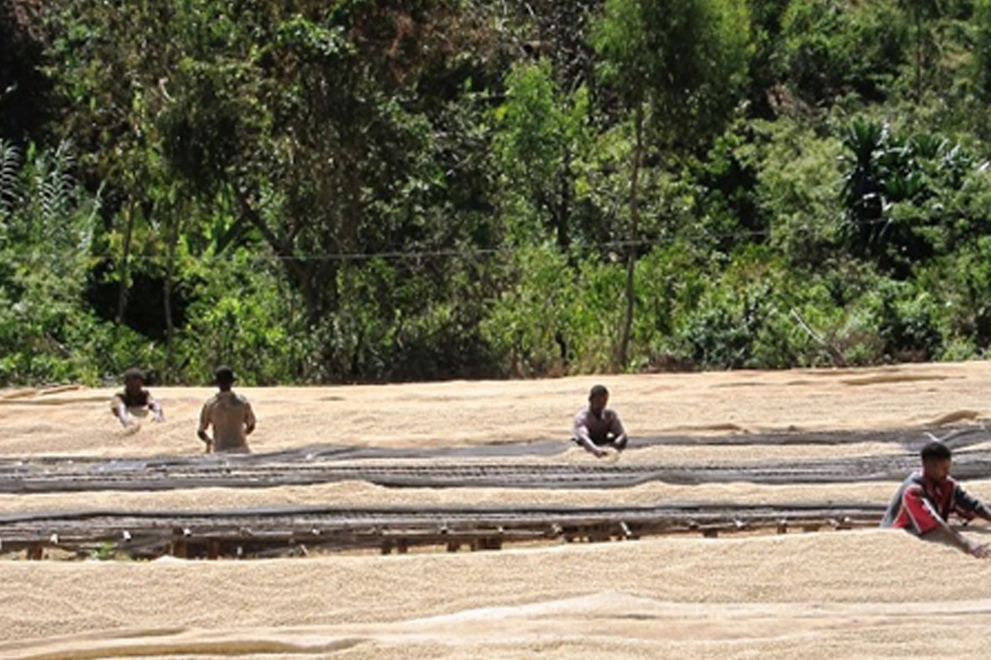 Ethiopia Homacho Waeno
