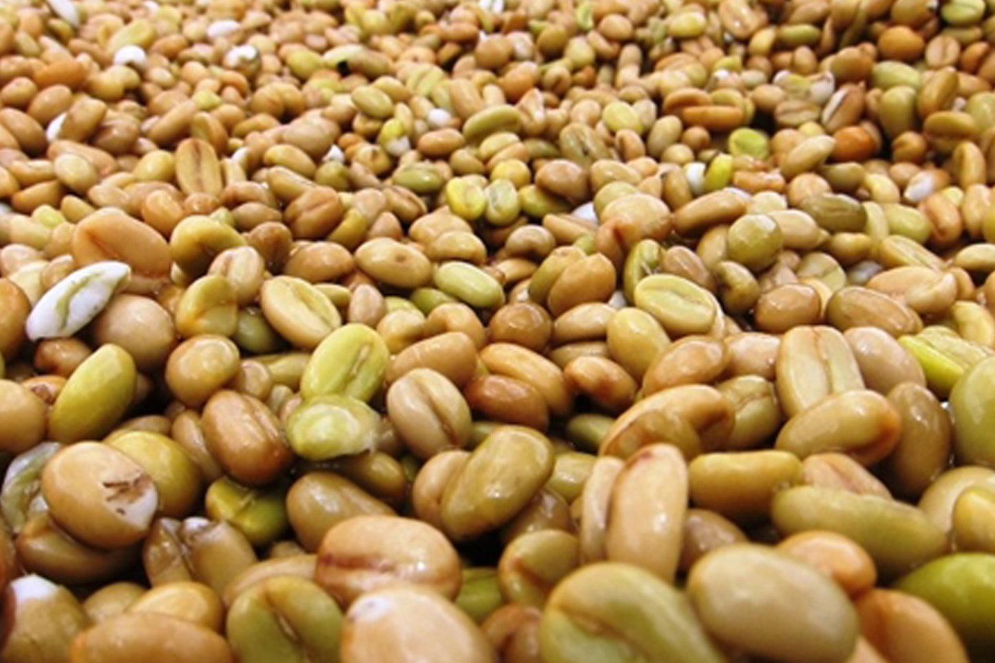 Ethiopia Homacho Waeno