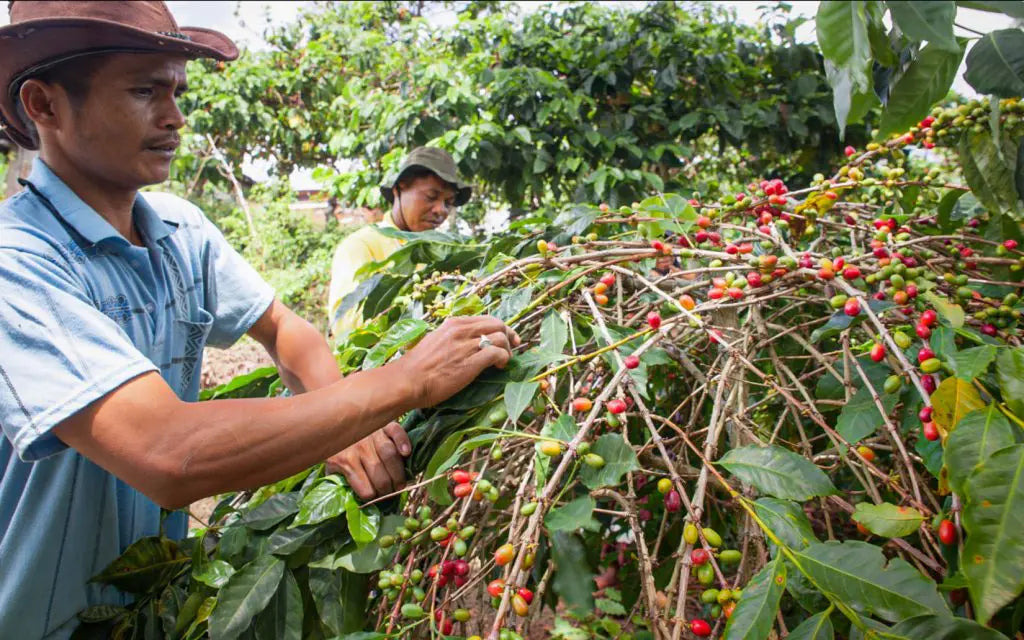 Sumatra Buana Mandiri
