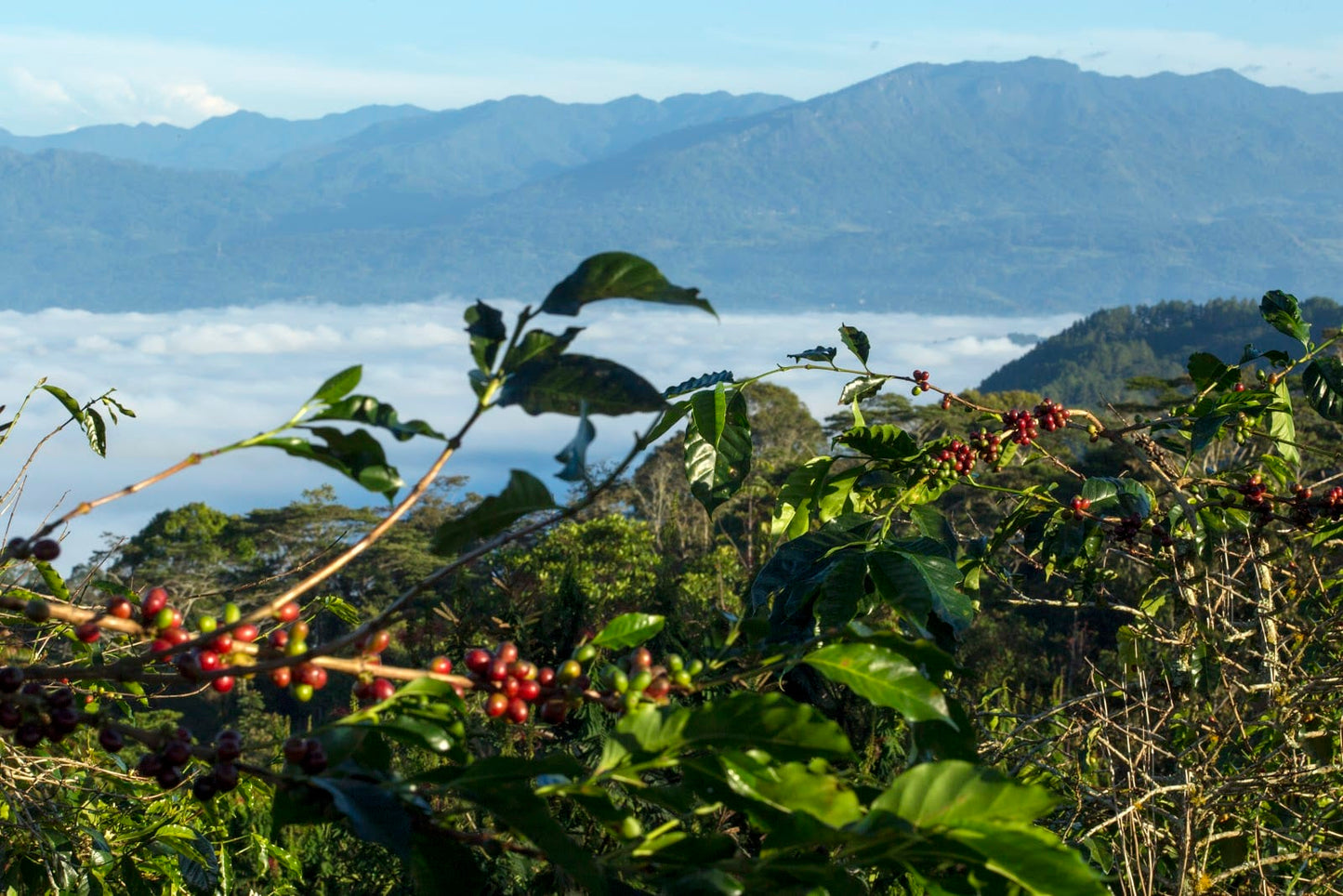 Sumatra Buana Mandiri